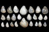 Lot: Polished, Fossil Oyster Shells - ~ Pieces #133809-1